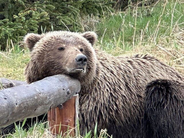 Bear Viewing Reports Bear Viewing In Alaska