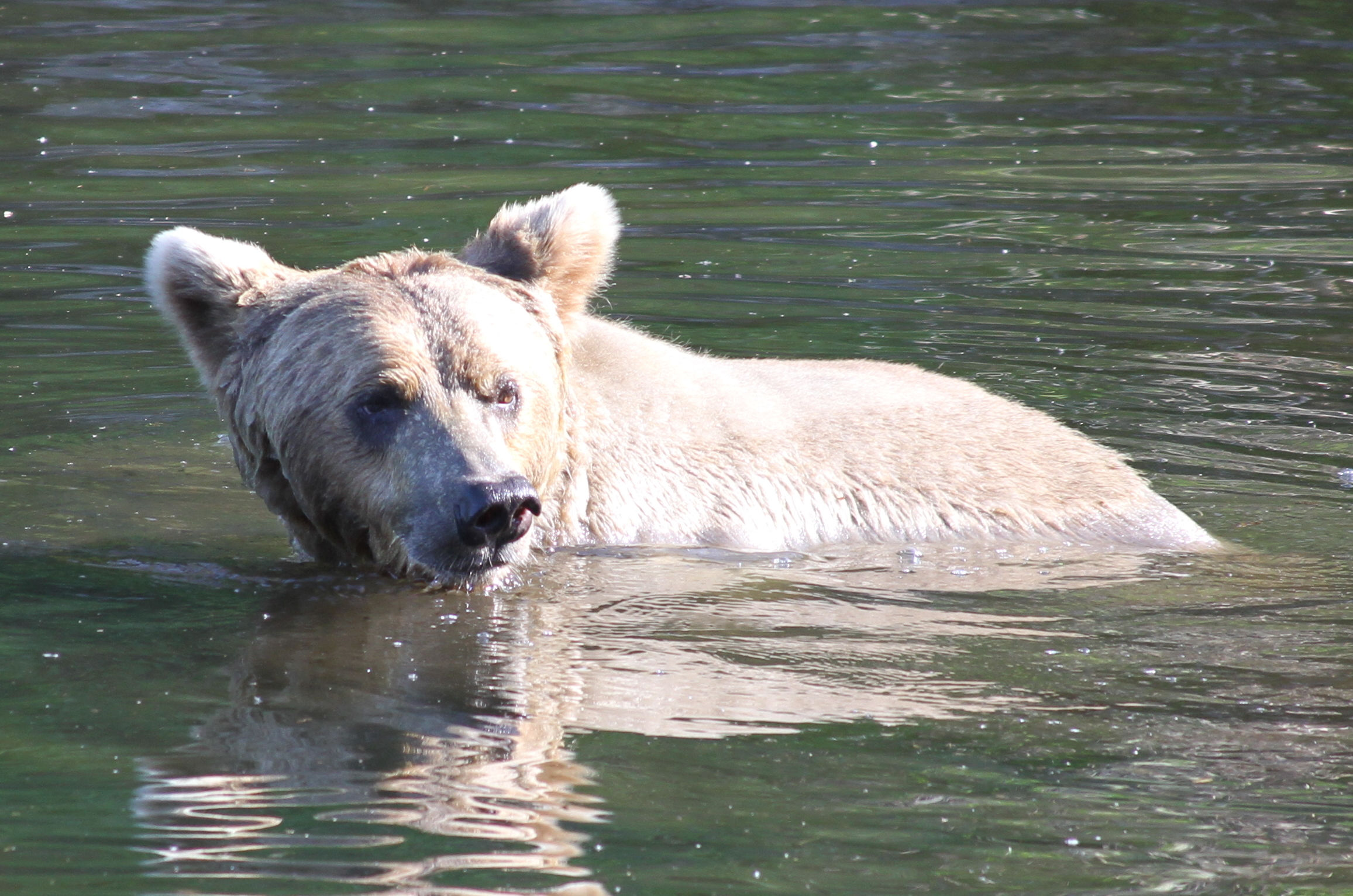 Alaska Bear Viewing Tours, The Best Tours in Alaska