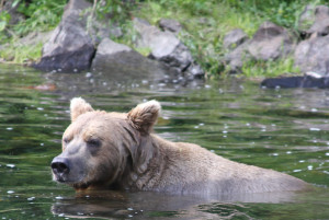Bear Watching Alaska