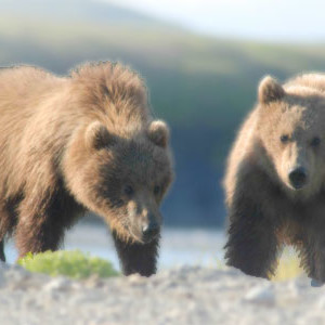 booking a bear viewing charter in alaska