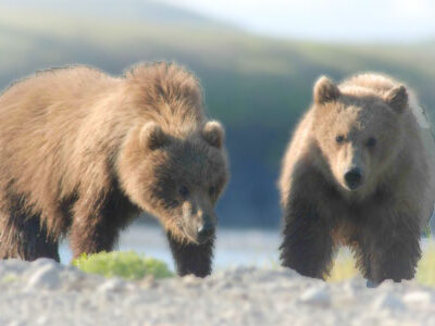 booking a bear viewing charter in alaska