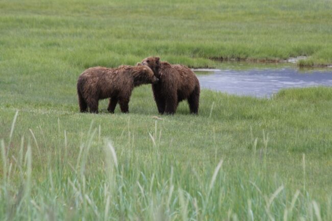 Bear Viewing Alaska