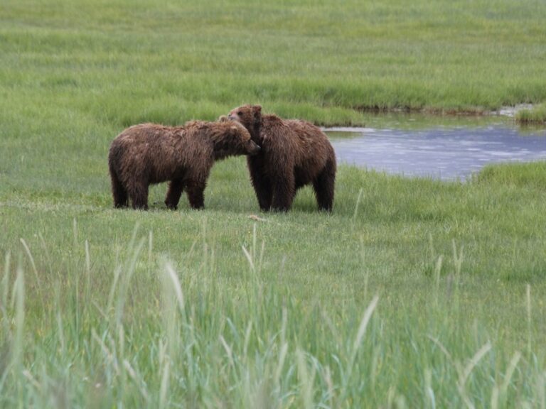 Bear Viewing Alaska