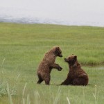 Bear Viewing Alaska