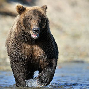 bear running toward water