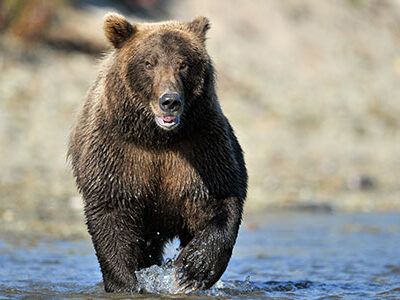 bear running toward water