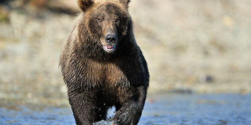 bear running toward water
