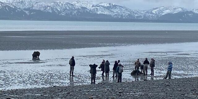 Bear Viewing in Alaska