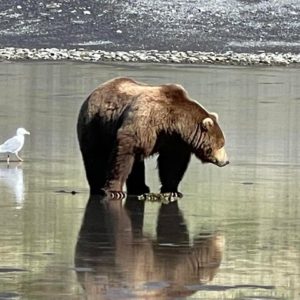 Bear Viewing Tours in Alaska