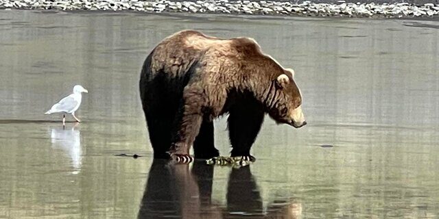 Bear Viewing Tours in Alaska