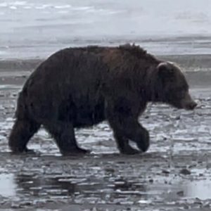 Katmai bear viewing tours