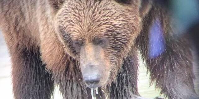 alaskan brown bear tours