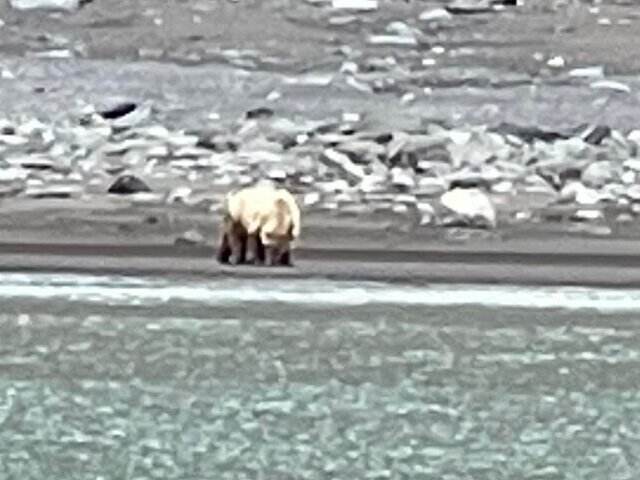 alaskan brown bear tours