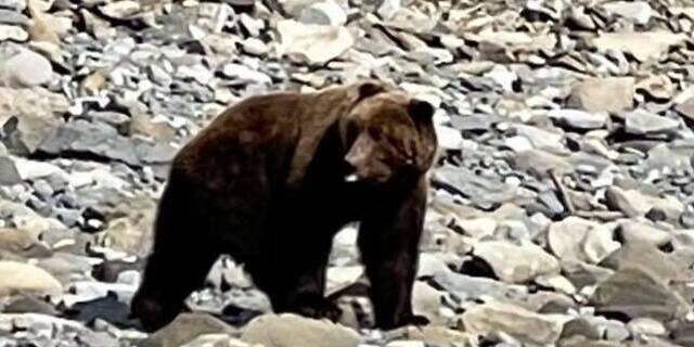 alaskan brown bear tours
