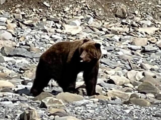 Bear Viewing Report – 08 May 2021