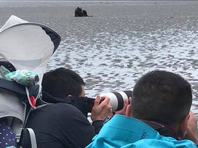 bear viewing tours in alaska