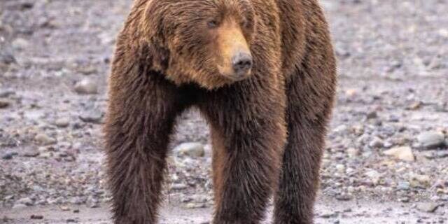 bear viewing tours in alaska