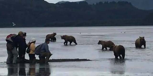chinitna bay bear viewing