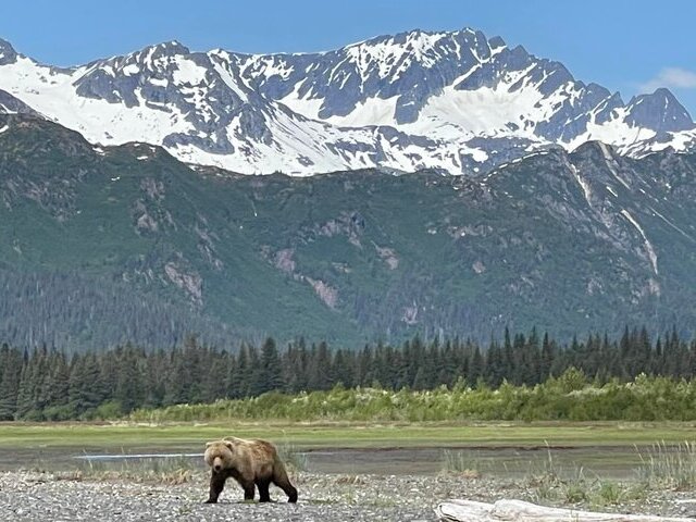Bear Viewing in Alaksa
