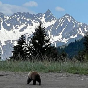 Bear Viewing in Alaksa