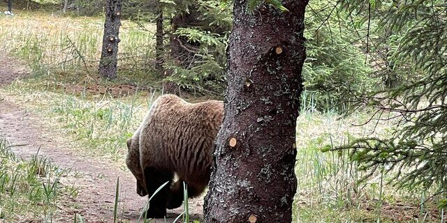 Bear Viewing in Alaksa