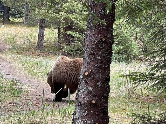 Bear Viewing in Alaksa