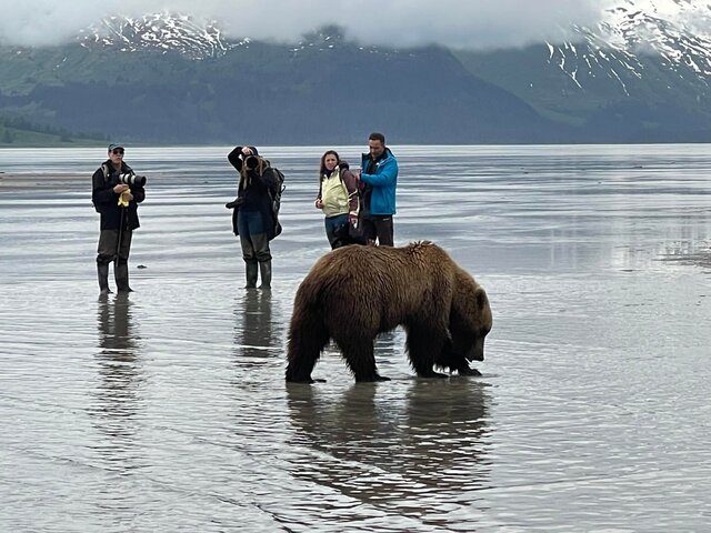 Meet Alaska’s Bears: An In-Depth Look at Alaska’s Majestic Creatures