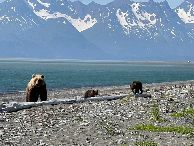 Bear Viewing in Alaska