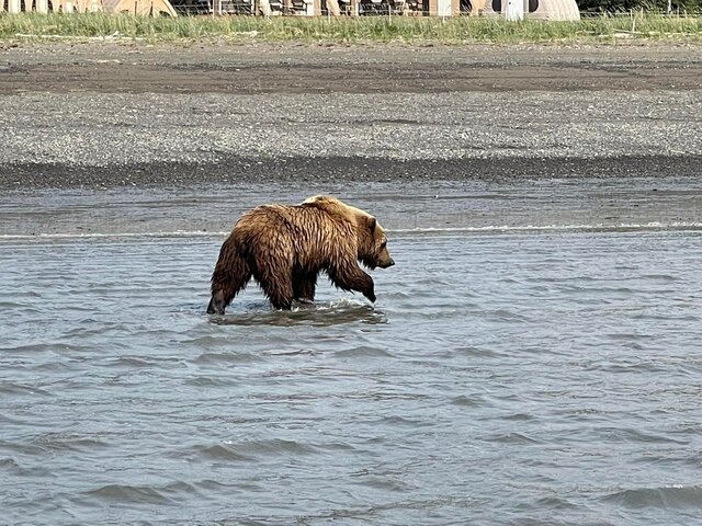 Bear Viewing in Alaska