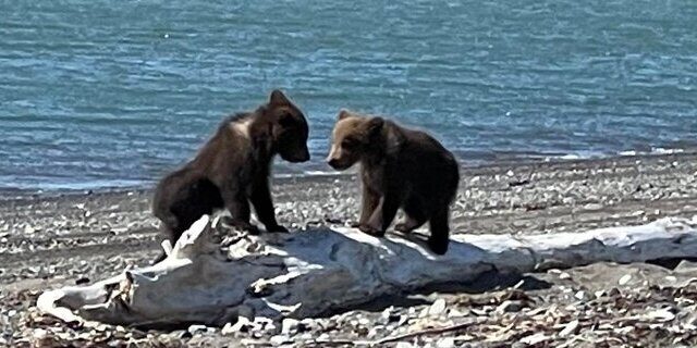Bear Viewing in Alaska