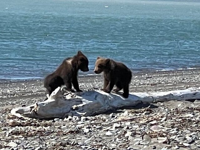 Bear Viewing in Alaska