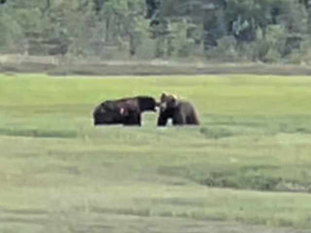 homer bear tours by boat