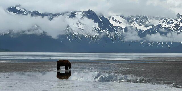 Bear Viewing in Alaska