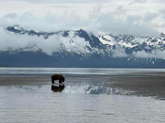 Bear Viewing in Alaska