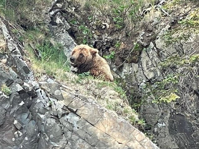 Bear Viewing in Alaska