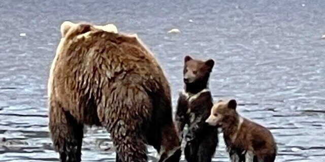 Bear Viewing in Alaska