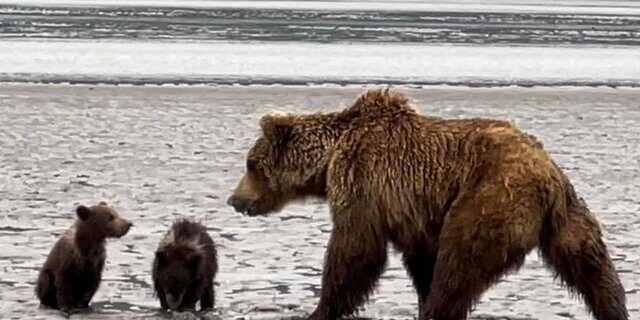 Bear Viewing in Alaska