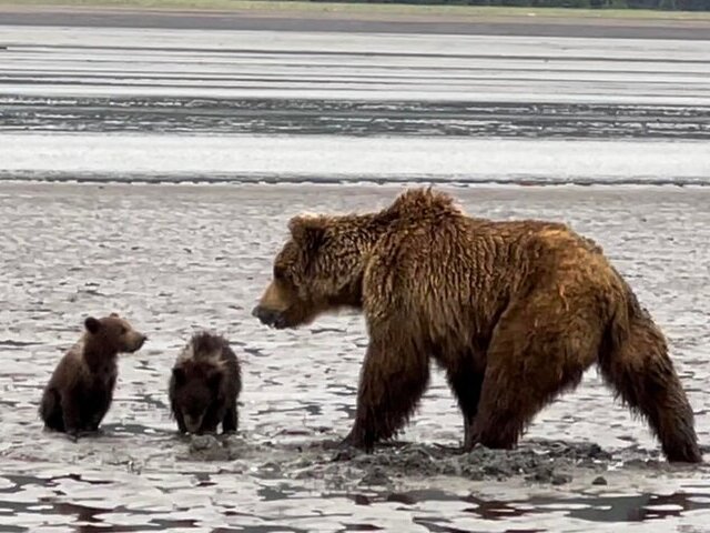 Bear Viewing in Alaska