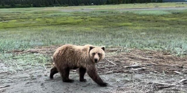 Bear Viewing in Alaska