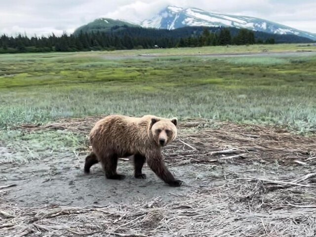 Bear Viewing in Alaska