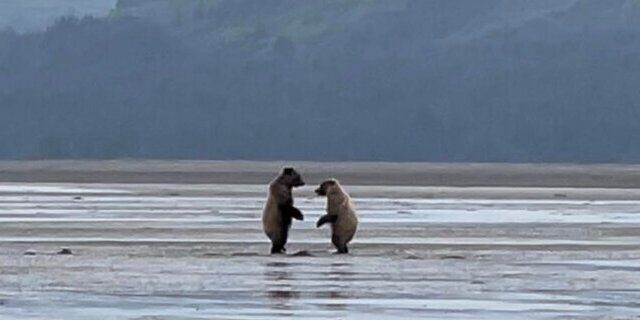 Bear Viewing in Alaska