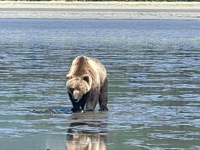 Bear Viewing in Alaska