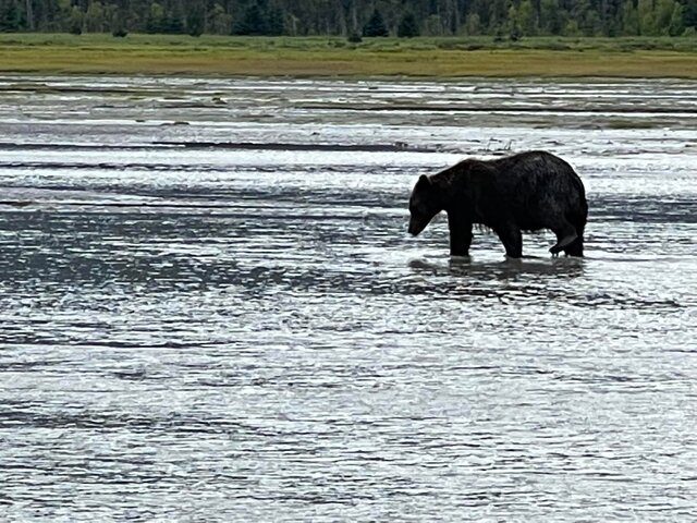 homer bear tours by boat