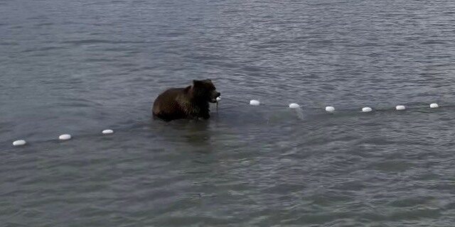 bear watching alaska