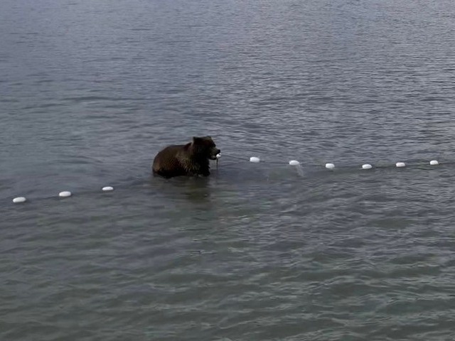 bear watching alaska