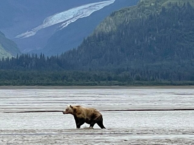 homer bear tours by boat