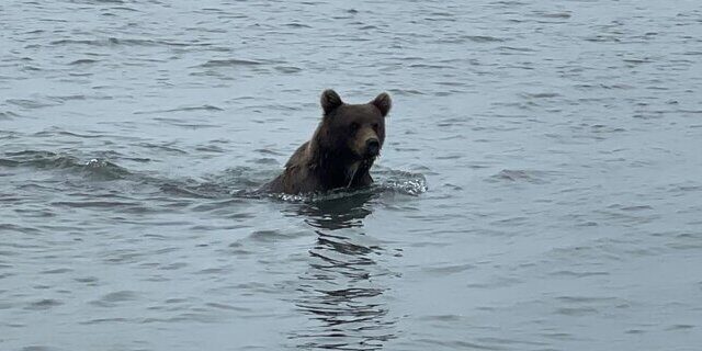 grizzly bear viewing alaska