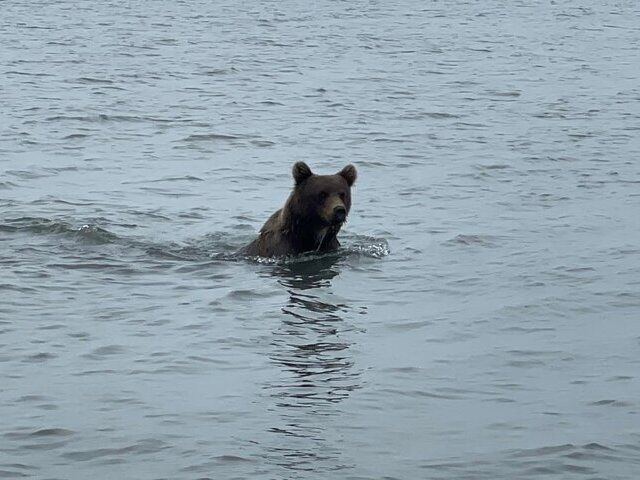 grizzly bear viewing alaska