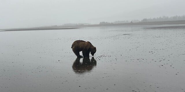 katmai bear viewing tours