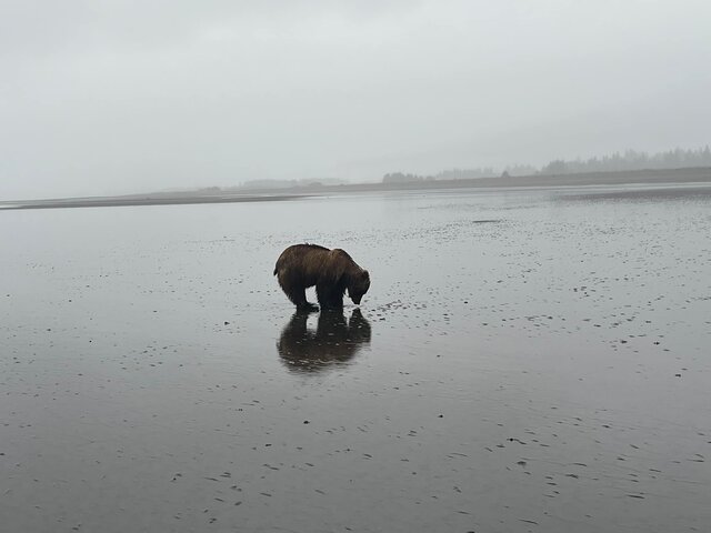 katmai bear viewing tours